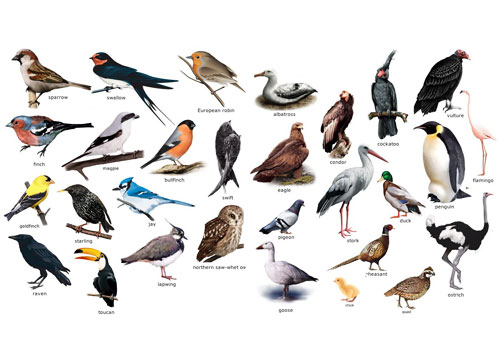 Разновидность Птиц Фото И Названия